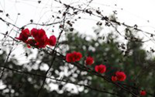 燕安居www.yananju.cn