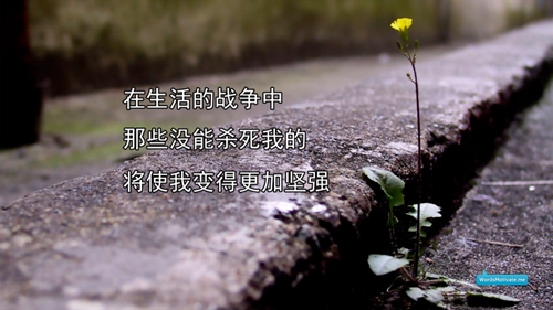 藥石榴到底能治啥??？快來看看！